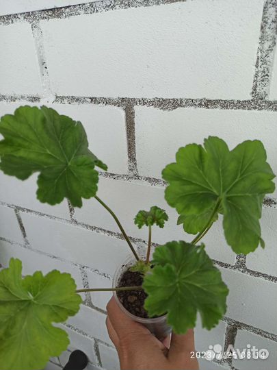 Ю Лариса Огудалова