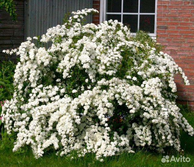 Кусты спирея вангута