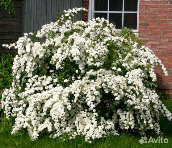 Кусты спирея вангута