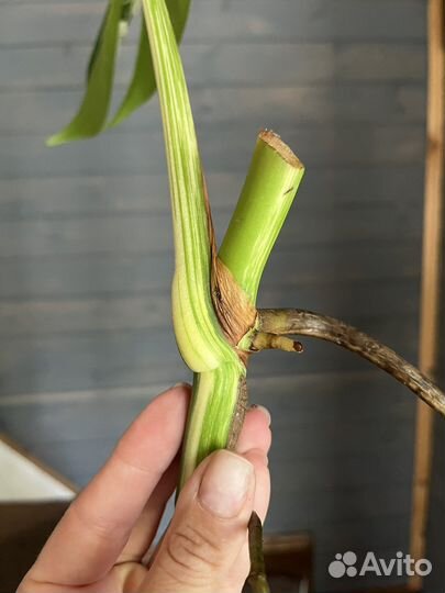 Монстера альба делициоза