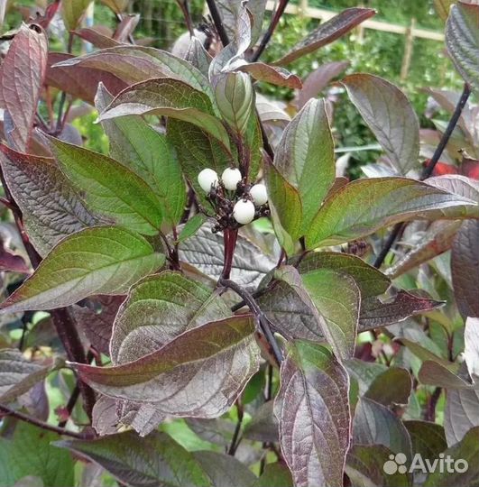 Дерен Кессельринга