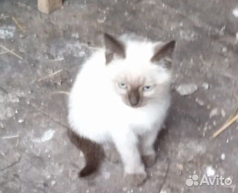 Сиамский котенок