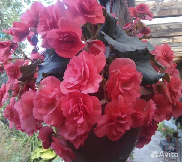 Бегония соления элатиор