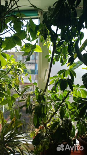 Большие комнатные растения