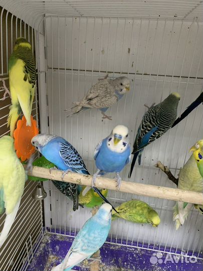 Попугай волнистый