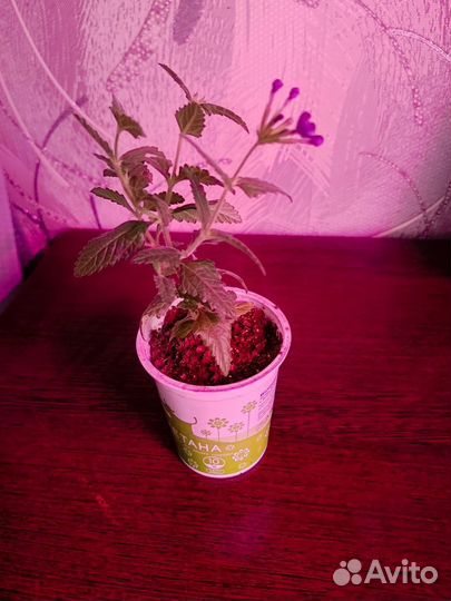 Вегетативные черенки