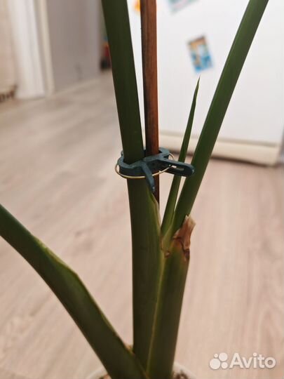 Стрелиция николая