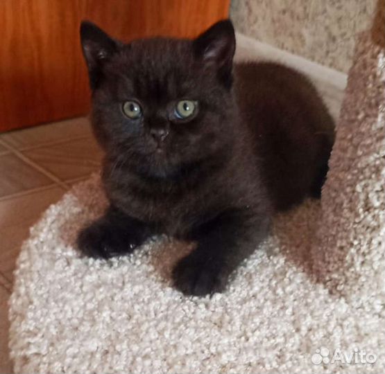 Британские котята