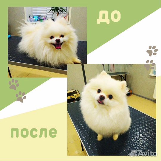 Стрижка, Собак и Кошек Сыктывкар (Орбита)