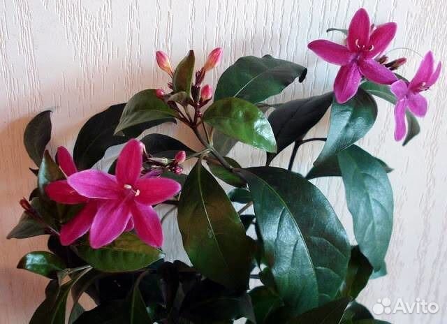 Пвсевдоэрантемум Лаксифлорум и др шикарные экзоты