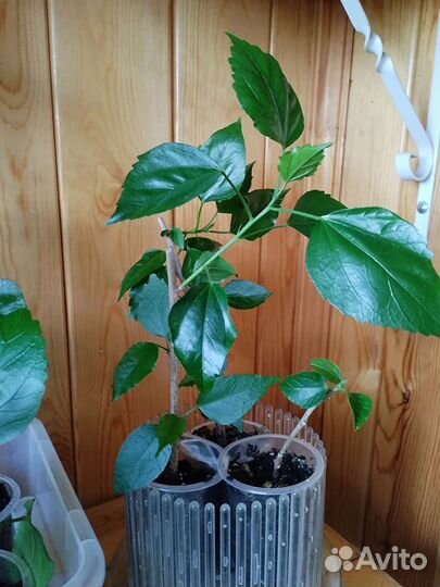 Гибискус китайская роза