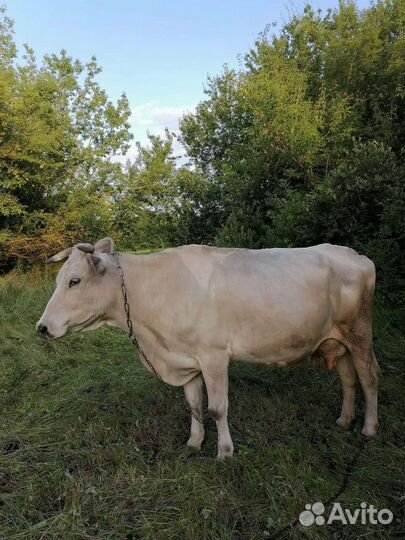 Корова стельная