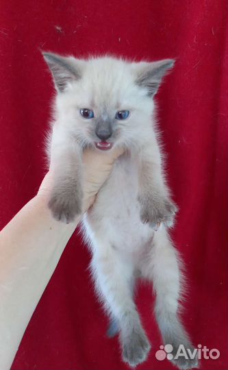 Сиамские котята