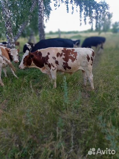 Крупно рогатый скот