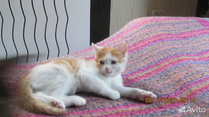 Отдам рыжего котенка в добрые руки