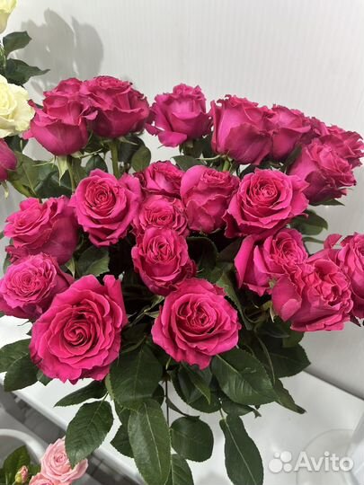 Розы эквадор