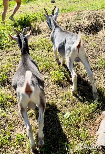 С/х животные козы