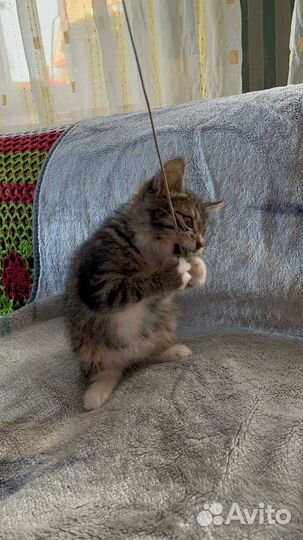 Котенок полосатый