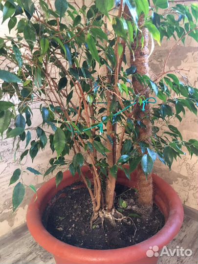 Фикус Бенджамина