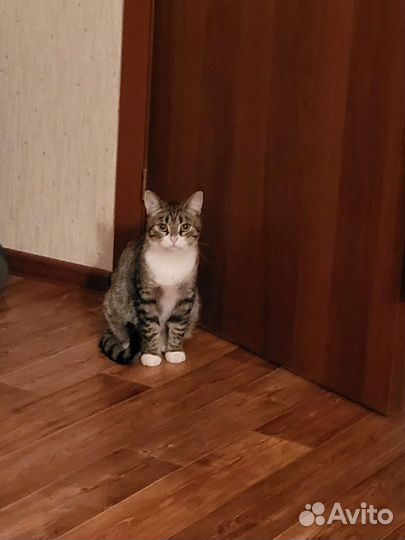 Кошке нужен дом