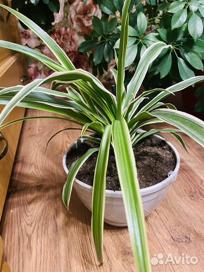 Домашние растения