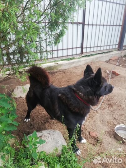 Отдам кобеля в добрые руки