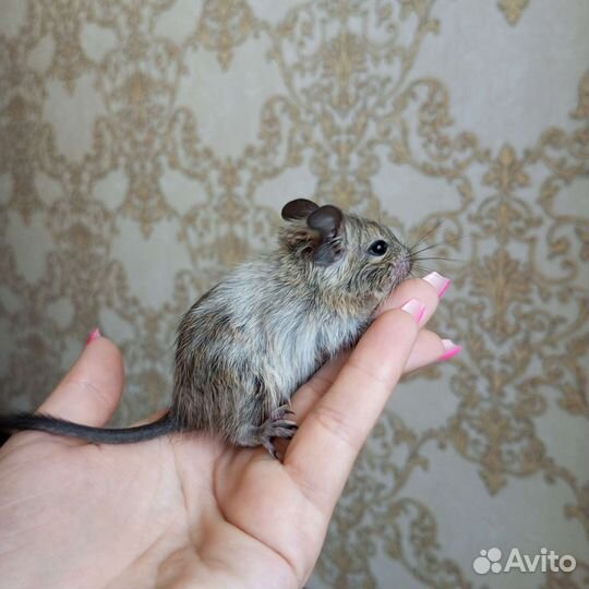 Чилийская белка дегу