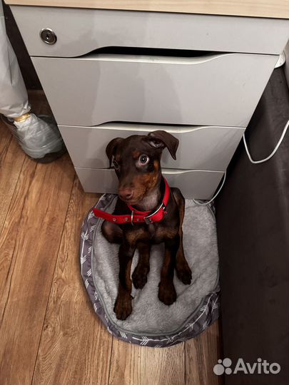 Продается, доберман, девочка