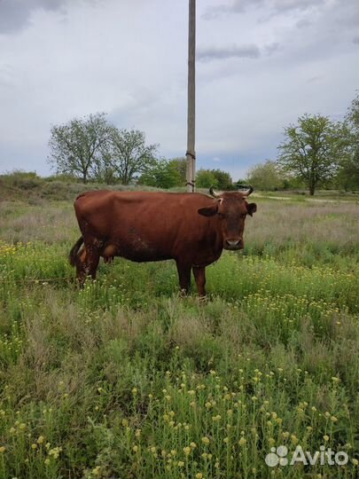 Корова дойная