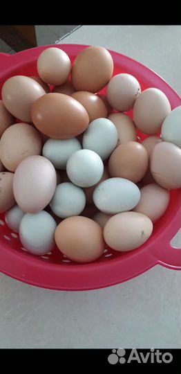 Инкубационное яйцо