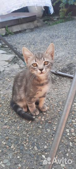 Кошка в дар бесплатно