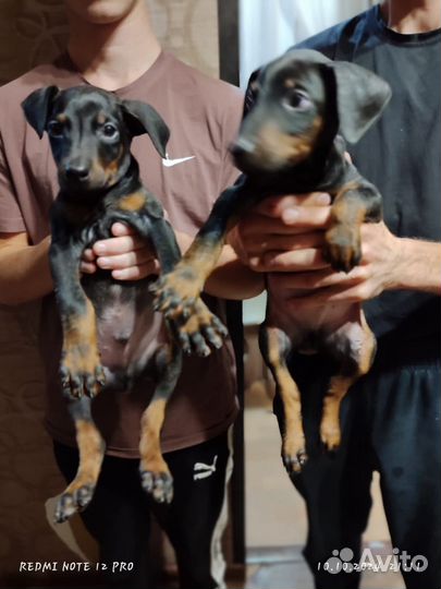 Щенки добермана