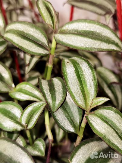 Традесканция Зебрина, комнатные растения цветы