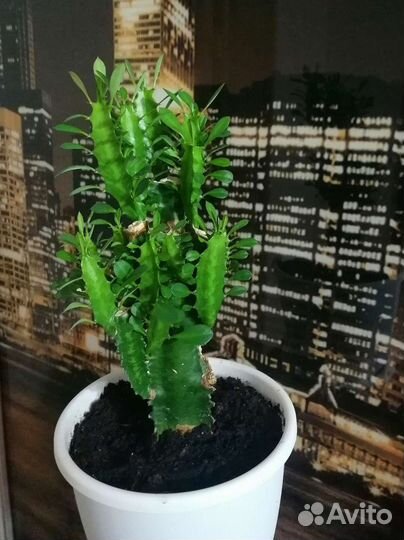 Молочай детки