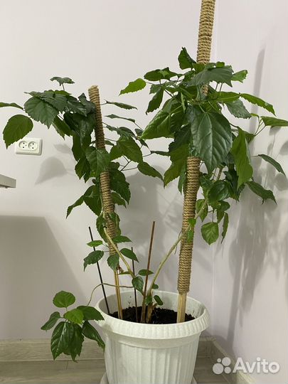 Гибискус китайская роза