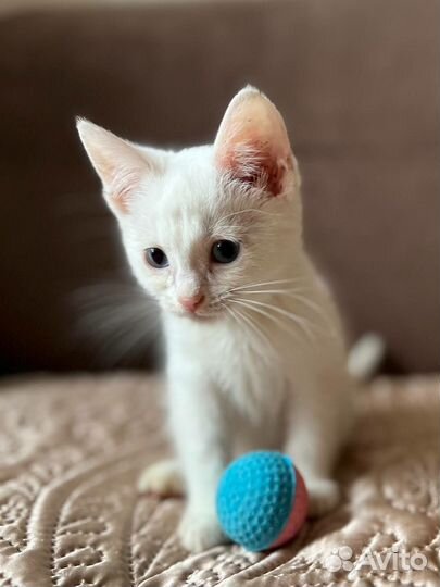 Котята в добрые руки бесплатно