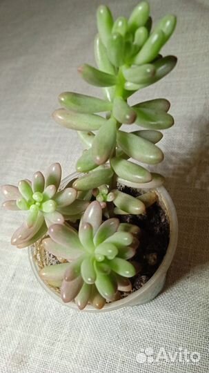 Седум Аврора