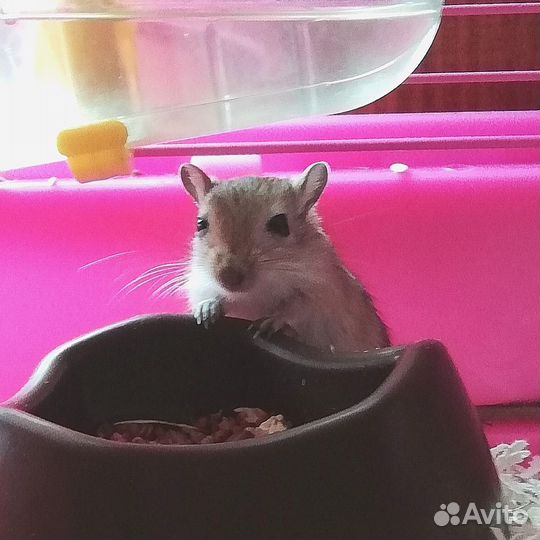 Песчанок отдам в добрые руки