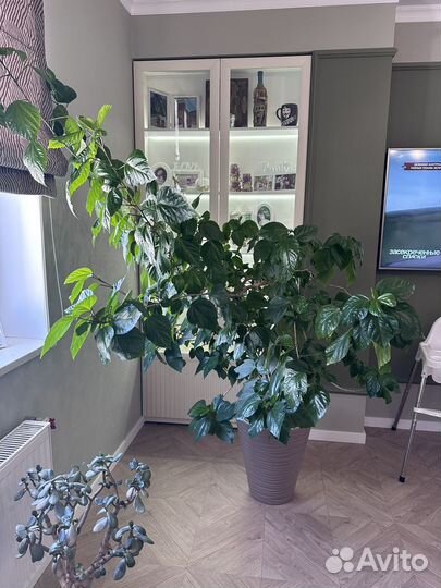 Гибискус, китайская роза