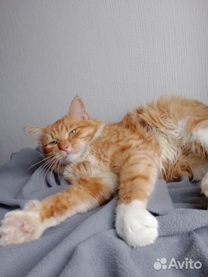 Лучезарный котик ищет семью