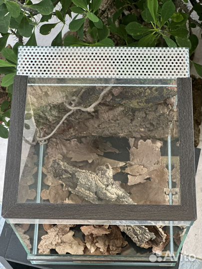 Террариум, паучатник для паука