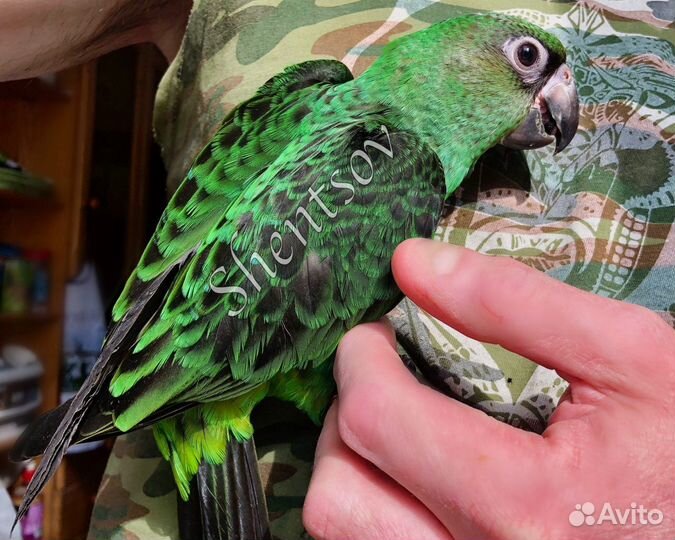 Птенец конголезского попугая