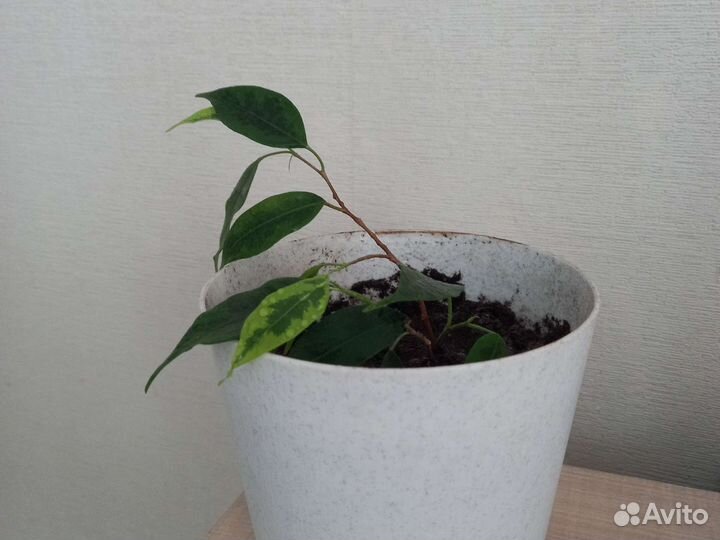 Фикус бенджамина пестролистный