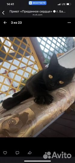 Кошка в дар