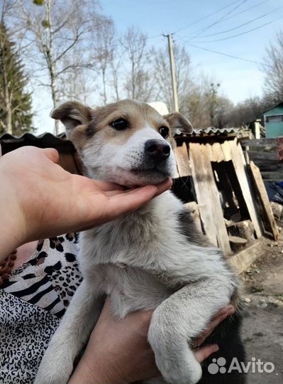 Щенок в добрые руки