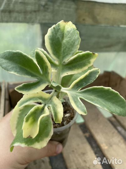 Каланхоэ вар