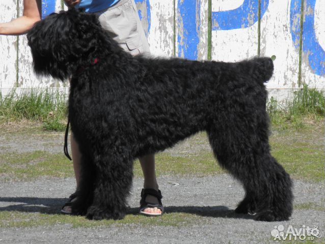 Собачий пух, собачья шерсть