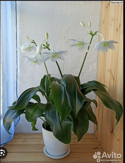 Эухарис (амазонская лилия)