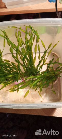 Аквариумное растение