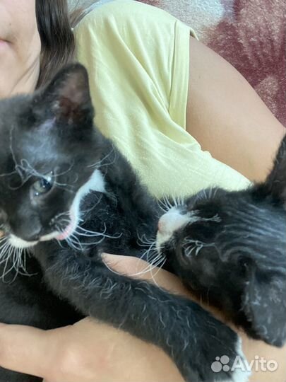 Котята мальчики